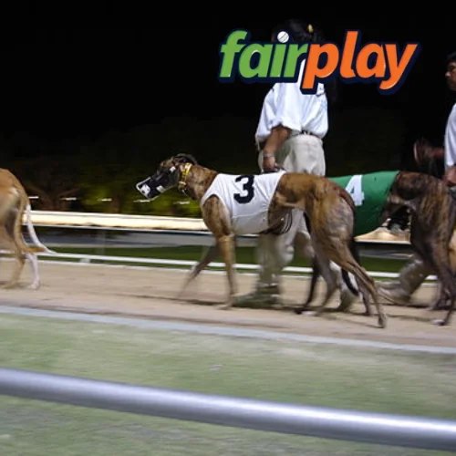 grey hound racing